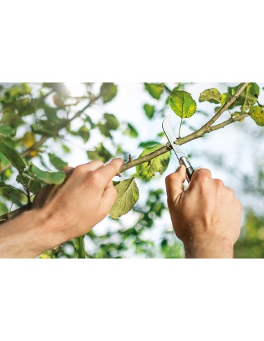 Couteau de jardin - greffoir